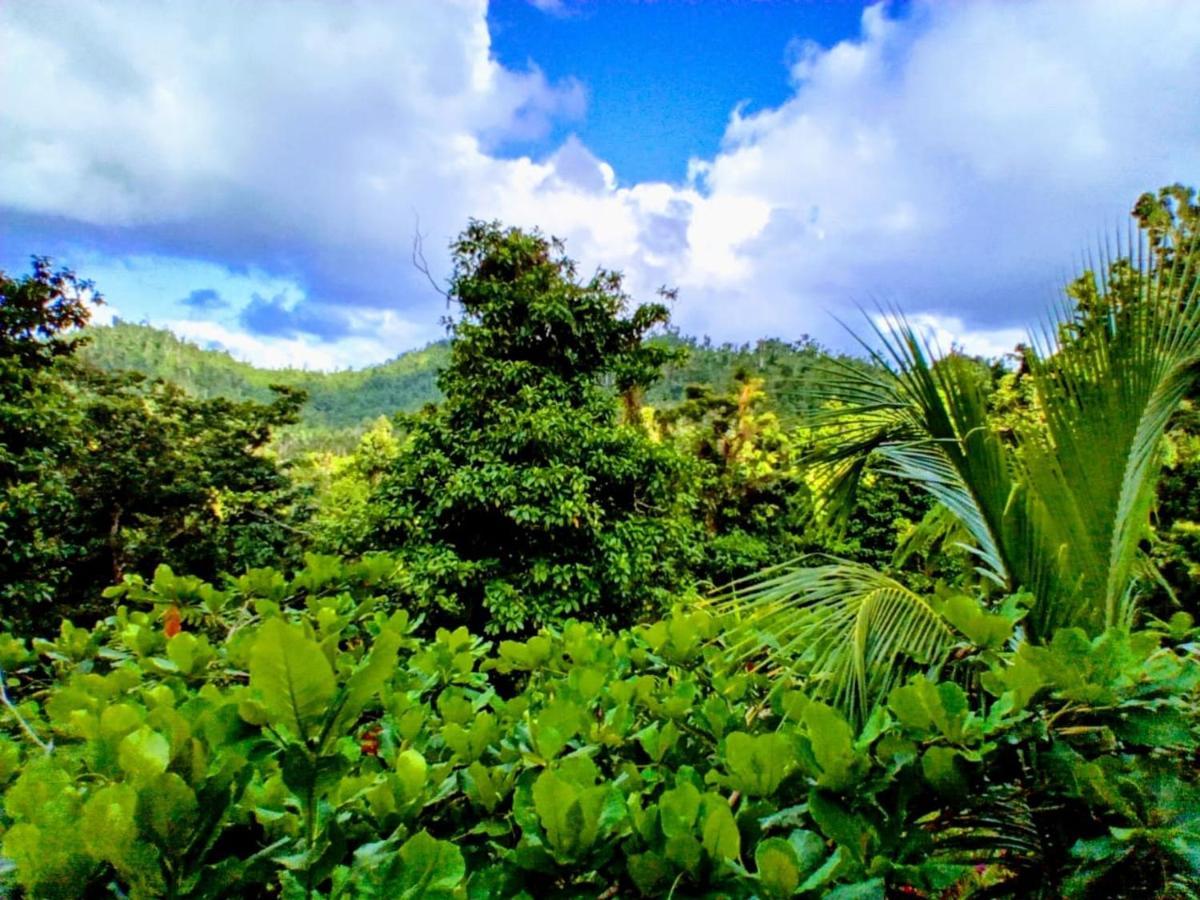 Roots Jungle Retreat Villa Marigot Eksteriør billede