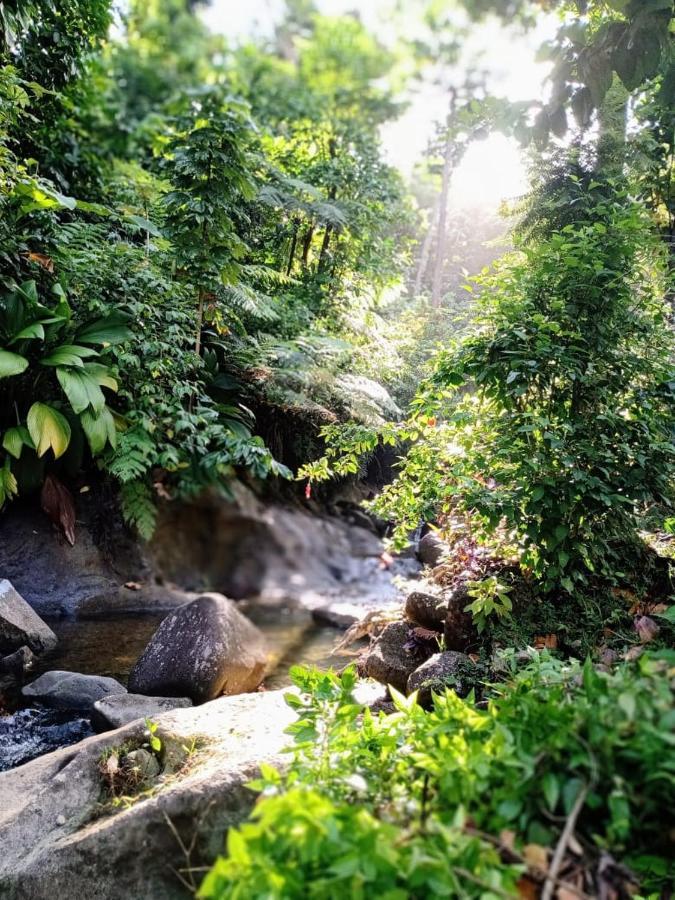 Roots Jungle Retreat Villa Marigot Eksteriør billede