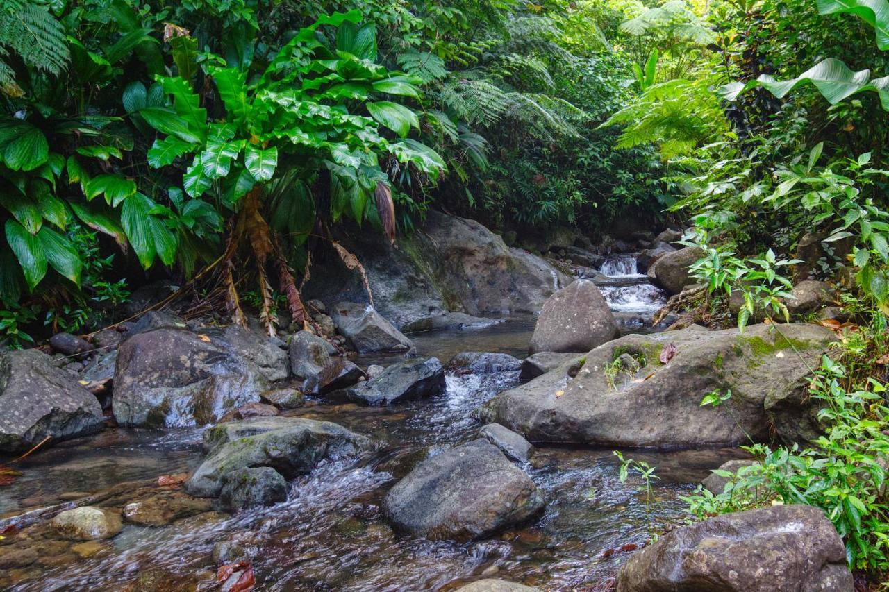 Roots Jungle Retreat Villa Marigot Eksteriør billede