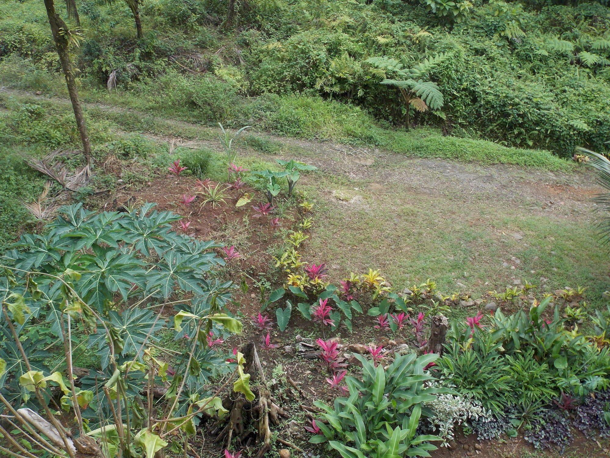 Roots Jungle Retreat Villa Marigot Eksteriør billede